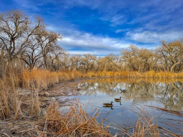 Trio, Bosque Rio Grande, Albuquerque, NM | Fine Art Photography Print for Sale | Chronoscope Pictures